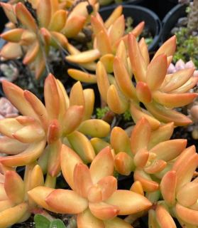 Sedum adolphii 'Golden Glow'